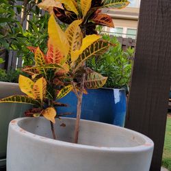 House Plant Without Pot 