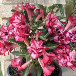 Desert Rose / $45-$75 Rosa Del Desierto/ HOA su*’ Thai’ 