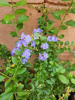 Very Healthy Plant With Clusters Of Blue Flowers And Tiny Yellow Oval Shape Seeds In 5 Gallon Pot