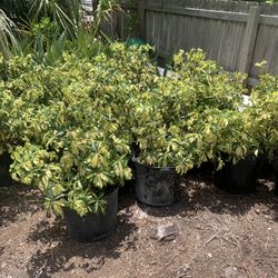 Arboricola Plants 