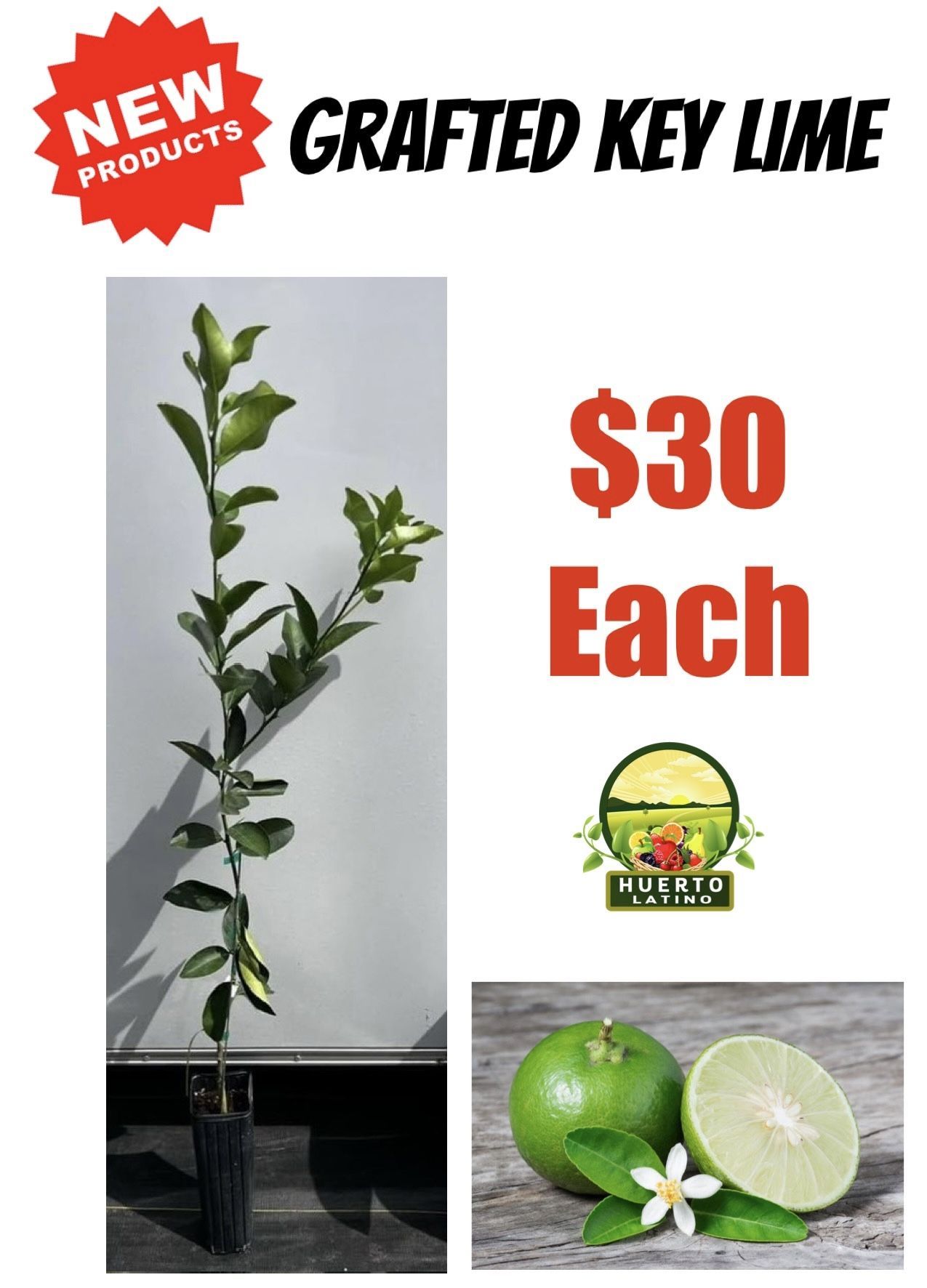 Grafted Key Lime Tree
