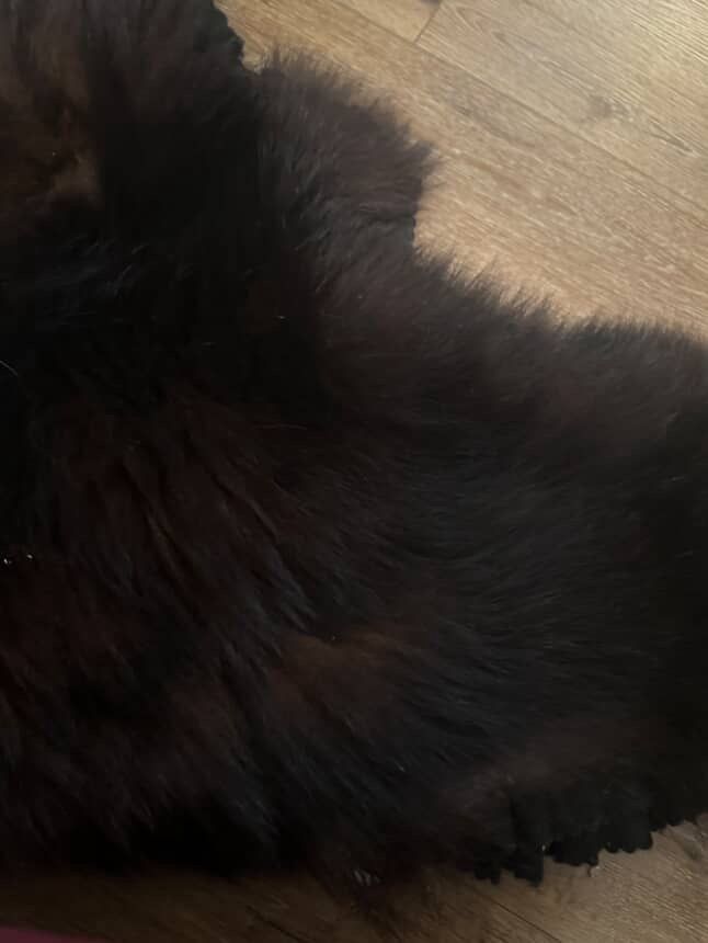 Taxidermy Bear Fur Scrap