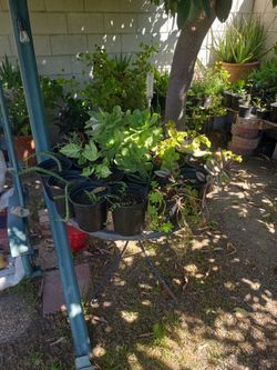 Plants