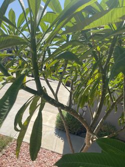 Plumeria cuttings.