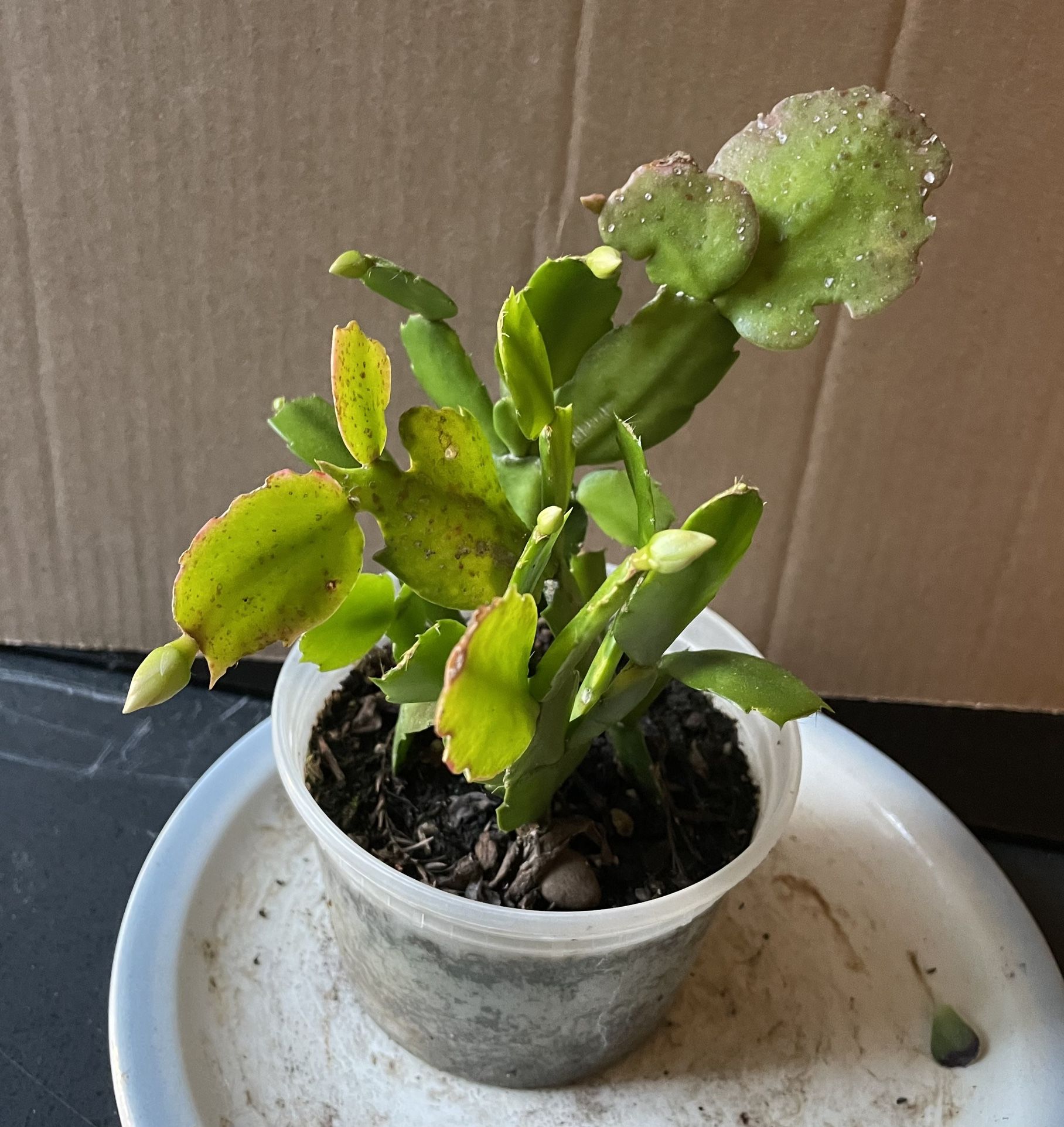 White Flowers Thanksgiving Cactus Christmas