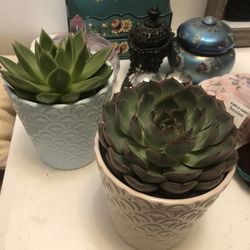Pair Of Succulent Plants In Ceramic Pot