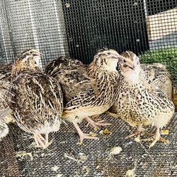 Quail Hatching Available for Sale!