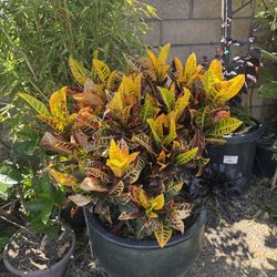 Yellow Croton plant With Pot