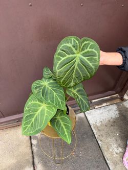 6” anthurium blushed forgett