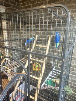 Bird Cage