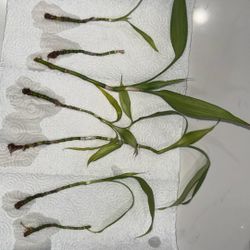 Propagated Bamboo 