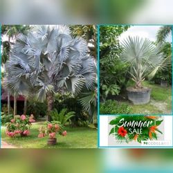 Bismark Palm In 25gal 