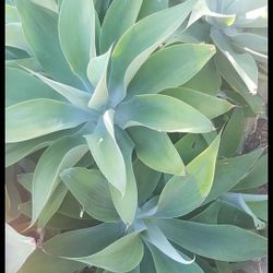 Succulents Foxtail Aloe FROM $15