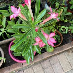 Rosa De El Desierto $30.00