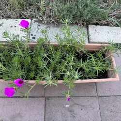 Moss Rose