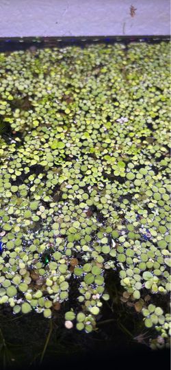 Aquarium plants