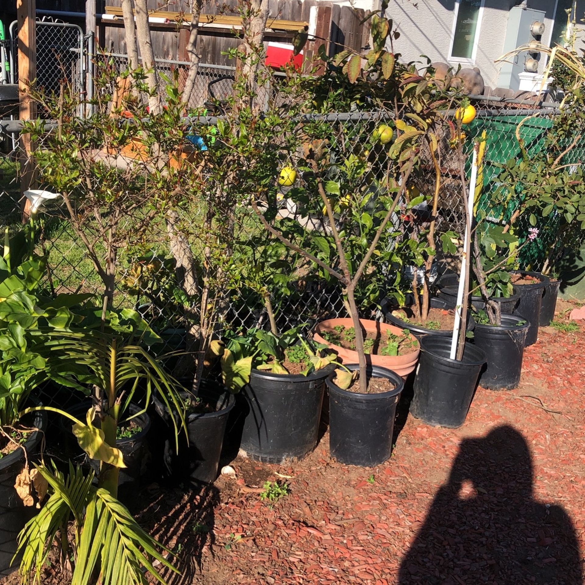 Fruit Plants