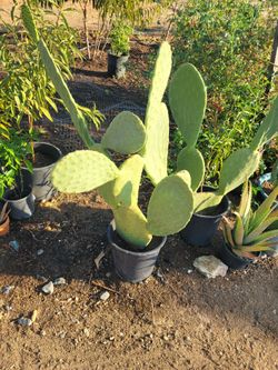Nopal savila plantas De Chile oregano