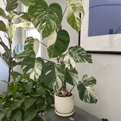 Albo Monstera