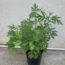 Mugwort Herb Plant