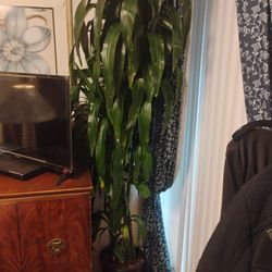 2xCorn Plants 7feet Tall Each Pot 2x