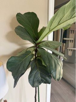 Fiddle leaf fig with cute raised pot