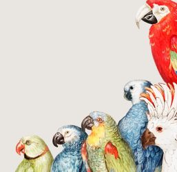 Wanted Parrots Larger Birds