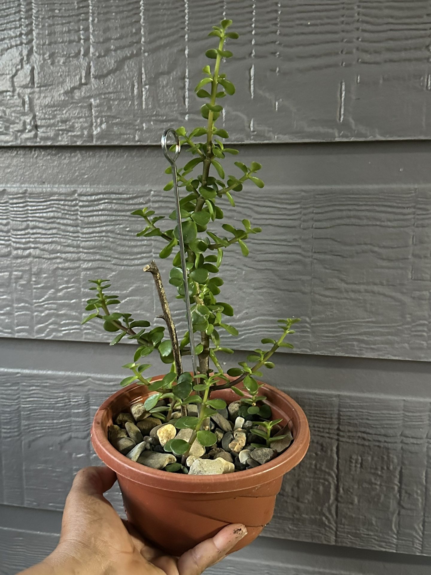 Arbol De La Abundancia (Jade)