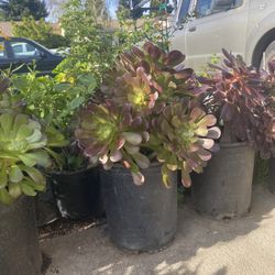 Plantas Ala  Grandes En Base De 5 Galones 