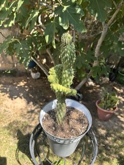 Unique One Of A Kind Cactus