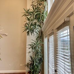 House Palm Tree Planet 14-15 Ft Tall