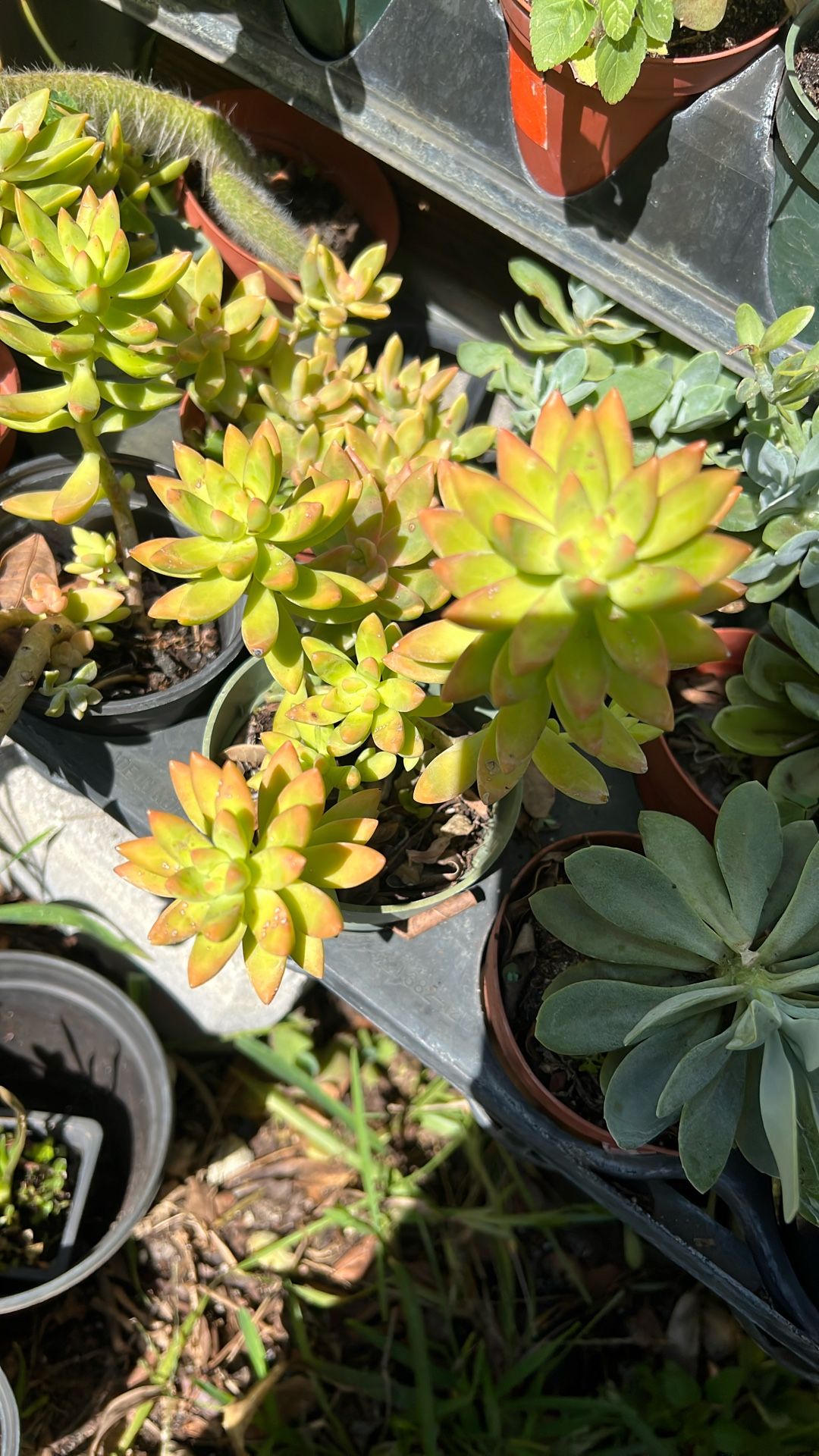Coopertone Succulent Full Sun Lover