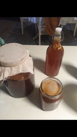Kombucha Brewing SCOBY (continuous supply)