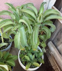 Kalanchoe. / Mala madre