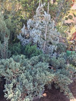 Pines variety.