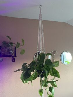 Hanging Indoor plants 🪴 