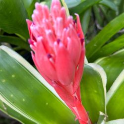 Flaming Torch Bromeliad, scientifically known as Billbergia pyramidalis. It is a type of bromeliad native to South America and the Caribbean