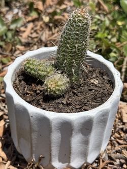 Cactus Succulent 