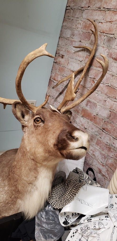 9 Point Caribou Taxidermy Mount