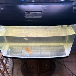 50 Gallon Fish Tank 