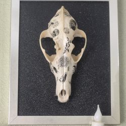 Coyote Skull