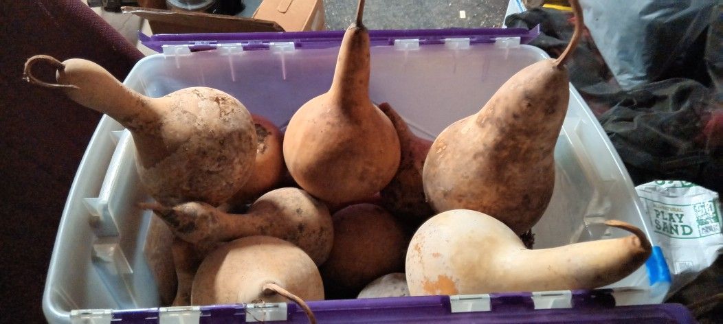 Dried Gourds For Crafts 