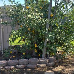 Meyers Lemons 10 For $2