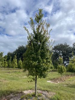 Shade trees ten foot tall delivered