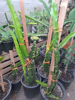 Planta