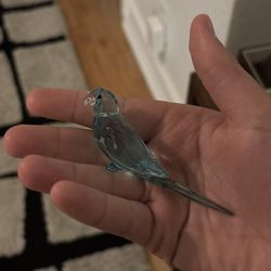 Swarovski Jungle Beats Blue Parakeet Paco