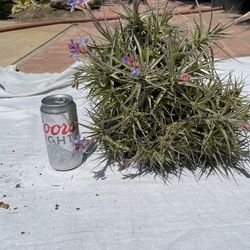 AIR  PLANT