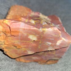Petrified Wood 🪵 