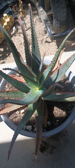 Aloe divaricata plants.