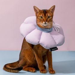 Pet Lot  Post Surgery Soft Cone/No Splash Water Bowl/ Pet Diaper 